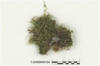 藏品(灰苔屬)的圖片